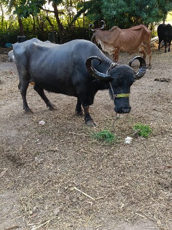 ભેંસ વેચવાની છે