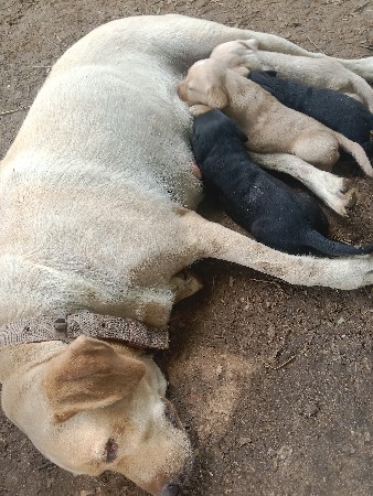 બે મેલ છે સિલ્વરમાં એક ફિમેલ છે
