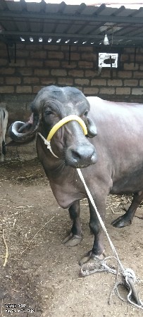 આ ભેંસ વેચવાની છે