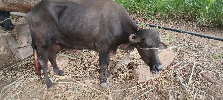 ખડેલી વેચવાની છે