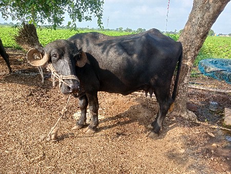 ભેંસ વેચવાની છે