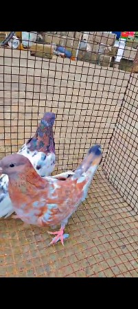 લાલ મારવાડા