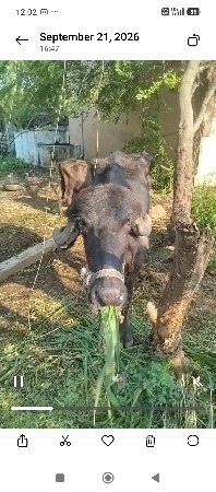 પાડી 3 વર્ષ ની છે