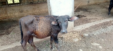 પાડો