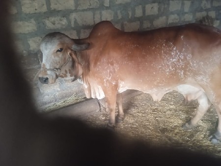 ગીર ગાય વેચવાની છે કાબરી