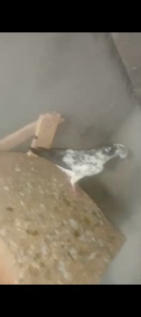 કબુતર વેચવાના છે