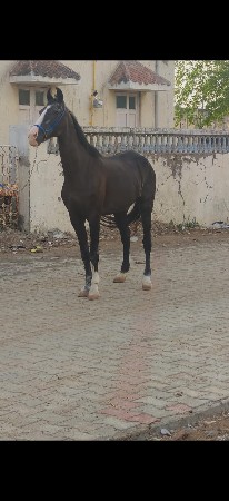 ઘોડિ છે