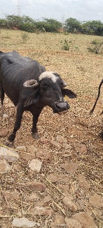 ભેસુ વેચવાની છે