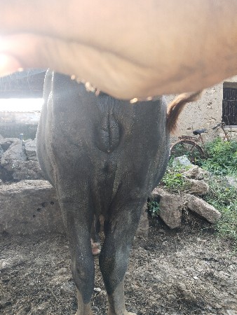 ભેંસ વેચવાની છે