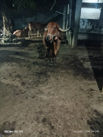 2 ગાય વેચવાની છે
