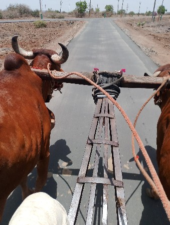 બળદ વેચવાના છે