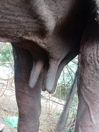 સારી ગાય લેવાની છે