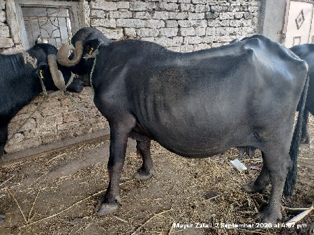 ભેંસ વેચવાની છે