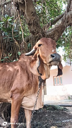 વેચવાની છે