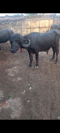 પાડો ચાર ડતે