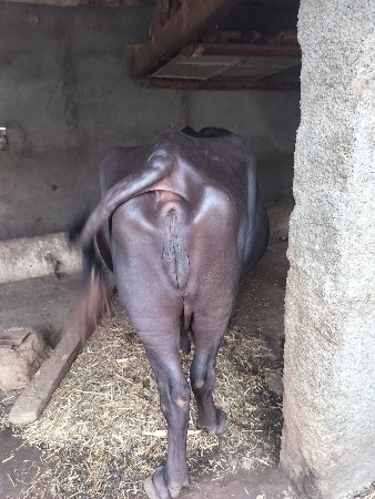પહેલા વેતરમાં ભેંસ છે સાત લીટર દ