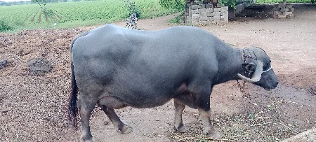 vechavani