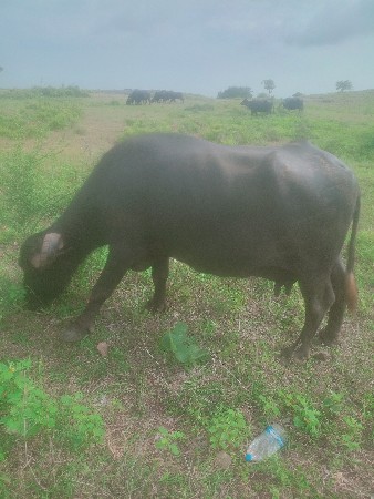 ભેંસ વેચવાની છે