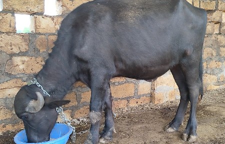 ખડેલા છે