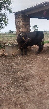 ભેંસ વેચવાની છે