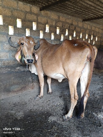 mori dipakbhai