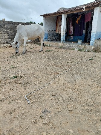 કાકરેજ  વાછડી