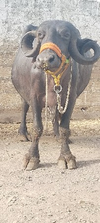 3વેતર વીયાસે છે