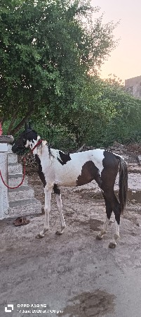 આવશેરીના સાટા કરવાના છે