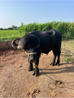પાડો ચાલુ થયો એના 8 મહિના થાય