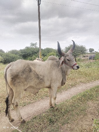 કચ્છી મોરલા વેચવાના છે