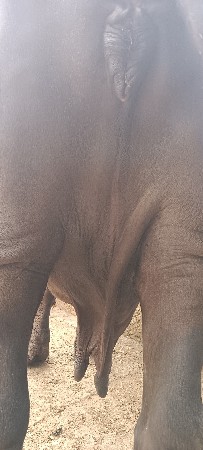 ભેંશ ૪૦  દીવસ નો ધાભ‌ છે ૪ વેતર