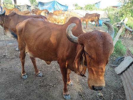 વેચવાની છે