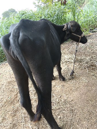 ખડેલી