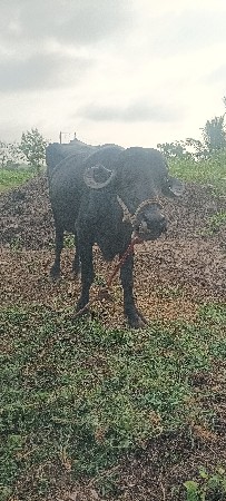 પૅલવેતરૉખડેલૃવેચવાનીછે