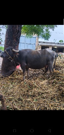 ભેંશ