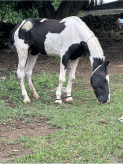 ઘોડી વેસવાની છે તાત કાલી ગજું 58/59 નુ છે