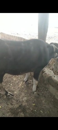 ખડેલું વેચવાનું છે