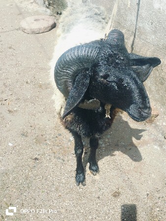 ગેટો વેચવાનો છે 17 મહિનાનો છે જંગલ