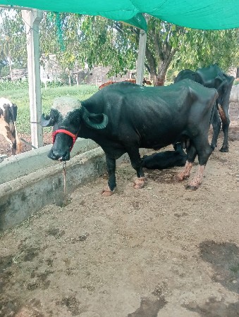 ભેંશ વેચવાની છે