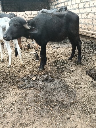 બે પાડી વેચવા ની છે