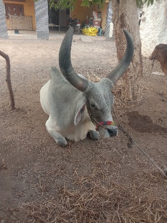 ગોધલાબડધવેચવાનાછે