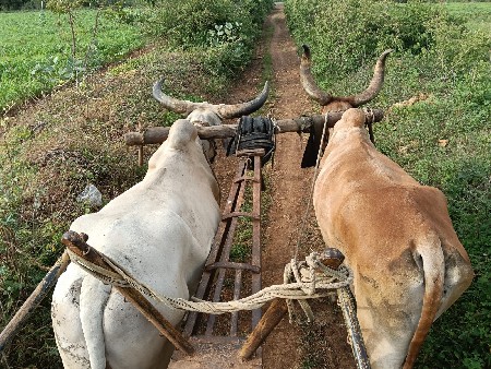 બળદ