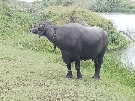 ભેંસ વેચવાની છે