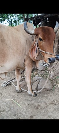 વિહાલ ગાય છે