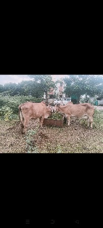 2 ગાય વેચવાની છે