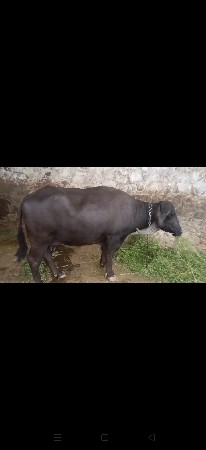 ભેંસ વેચવાની છે અને નીચે પાડી