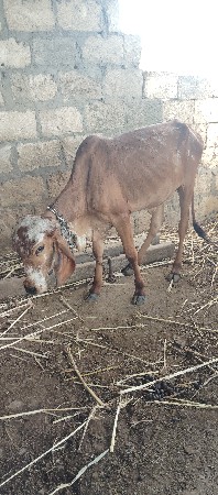 વાસડી