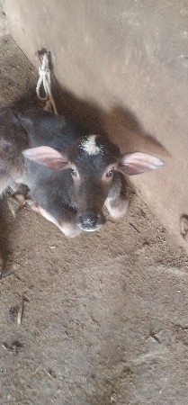 ભેંસ વેચવાની છે