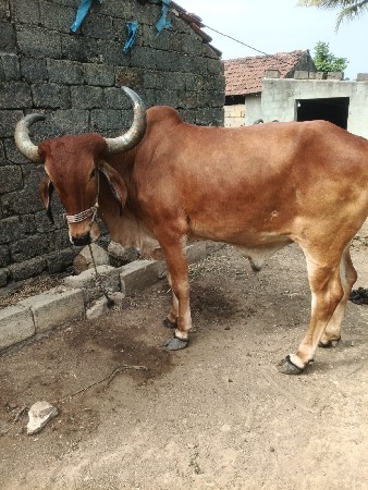 દેશી બળદ