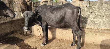 ખડેલા 2 વેસવા ના છે